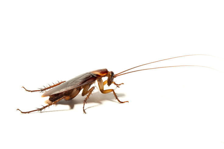 cockroaches