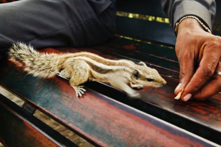 Man feeding squirrel nuts