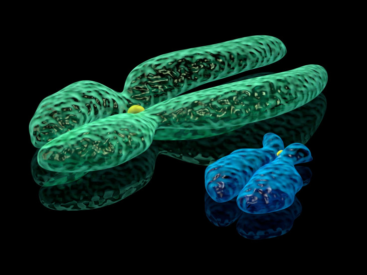 shutterstock image of sex chromosome