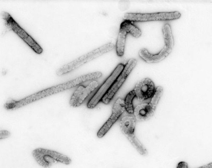 Single Protein Key To Fighting Viruses, Bacteria