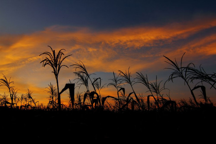 crops