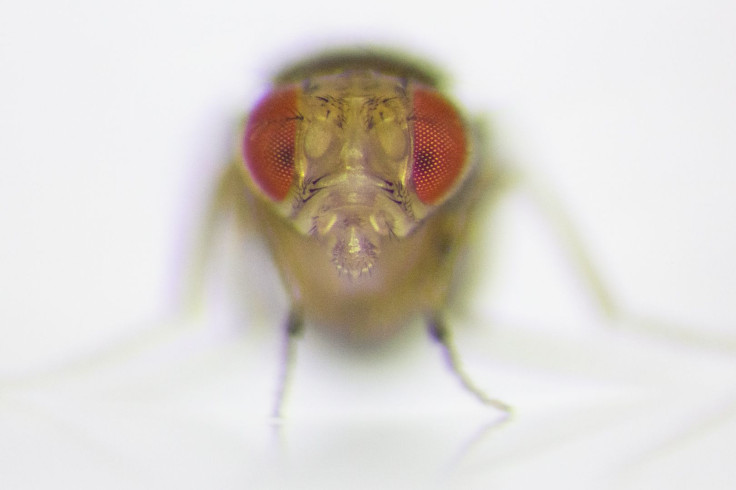 The Fly Is Less Aggressive When Not Competing For Females