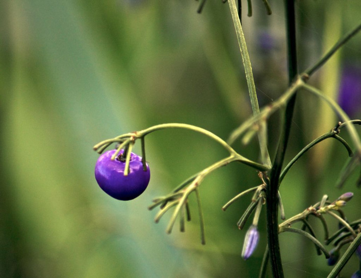 Scientists Develop Purple GMO Tomato