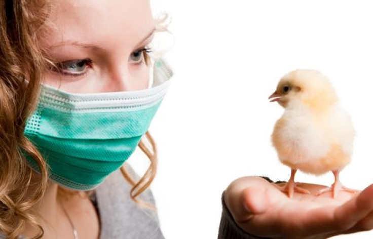 Woman wearing mask holding chicken