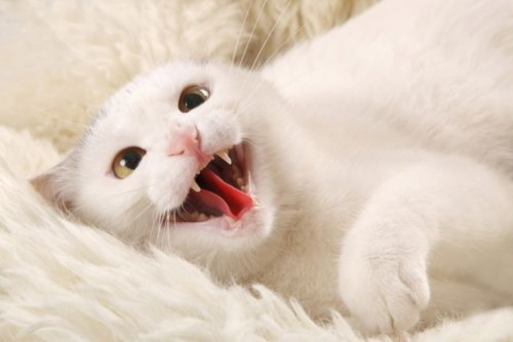 White cat showing fangs and tongue