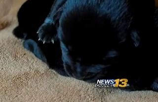 puppy_1391790155523_2416396_ver1