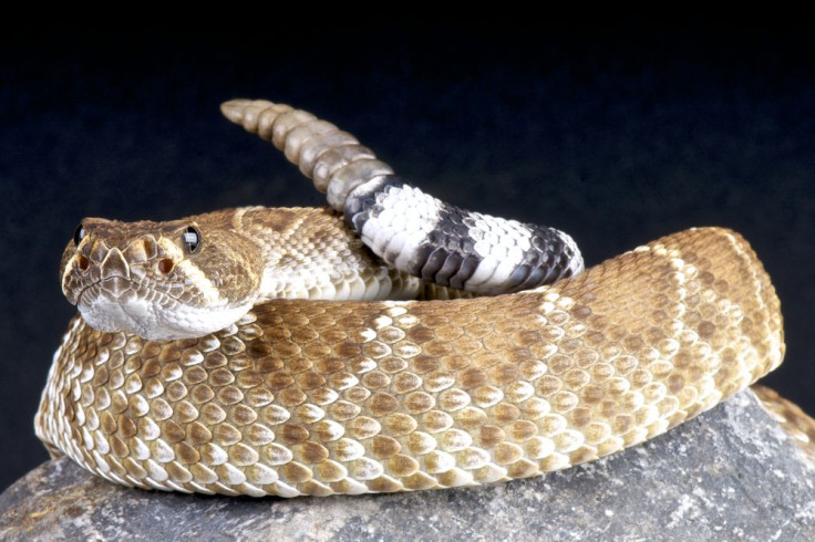 Rattlesnake