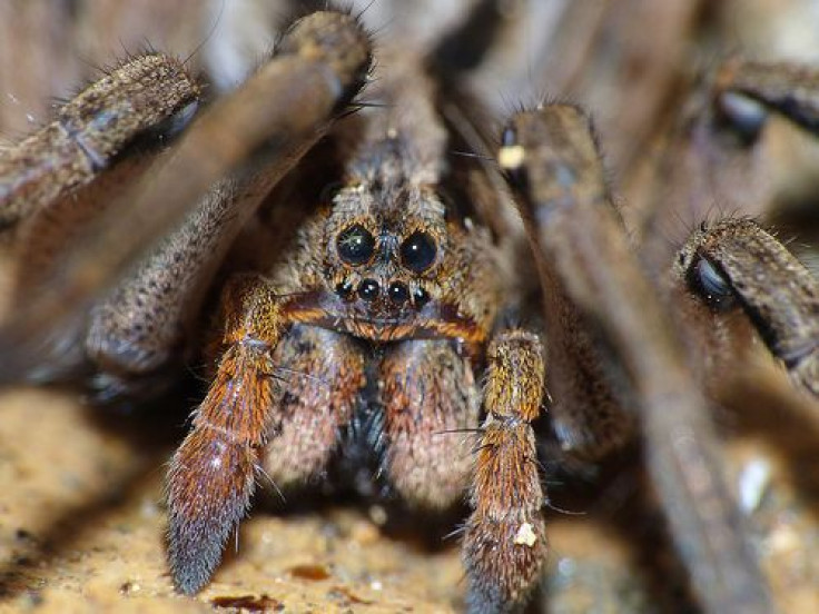 tarantula