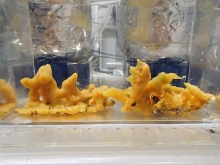 Sea Sponge Upends Theory On Beginning Of Life