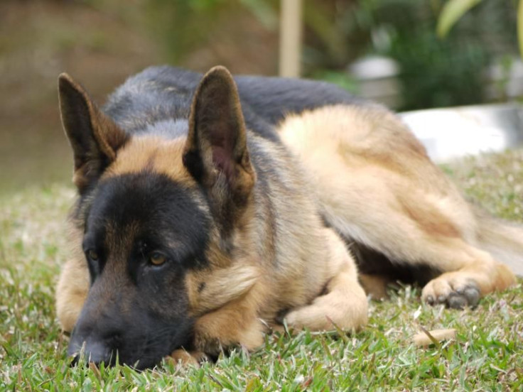 german shepherd