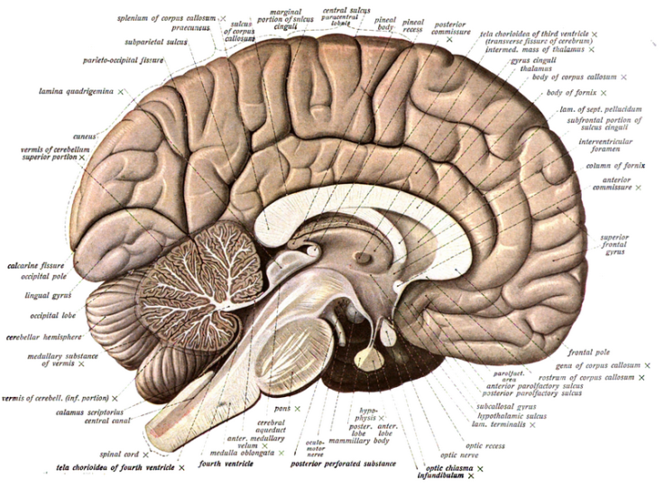 sobo brain