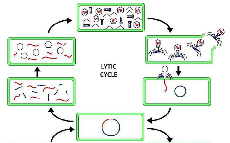 lytic cycle