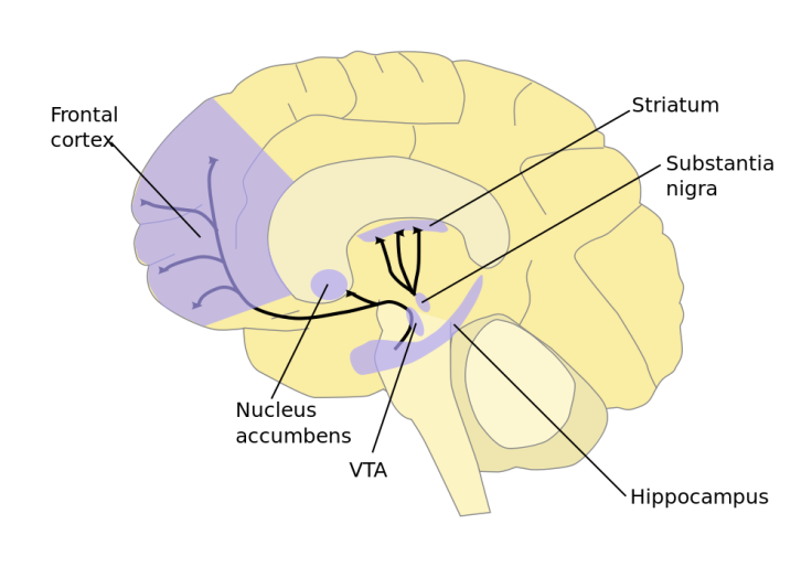 1000px-Dopamine_pathways