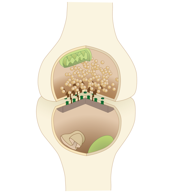 Neuron_synapse