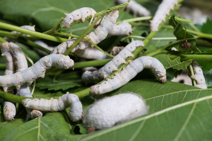 silkworms