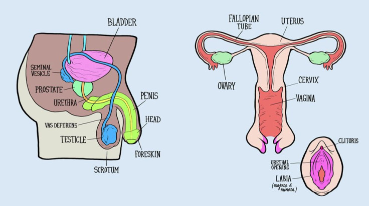 male and female anatomy