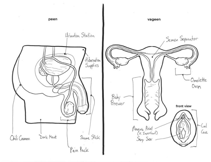 male and female anatomy 3