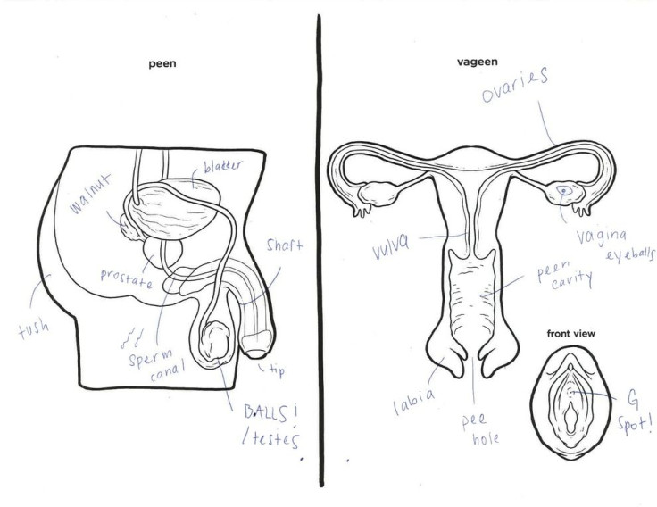 male and female anatomy 4