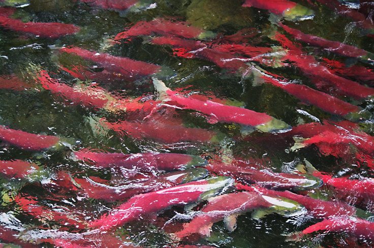 FDA May Approve Genetically Modified Salmon