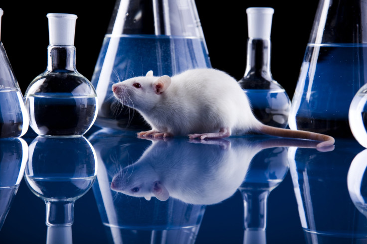 New Technology May Obviate Need For Animal Testing