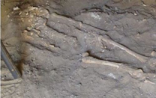 skeleton