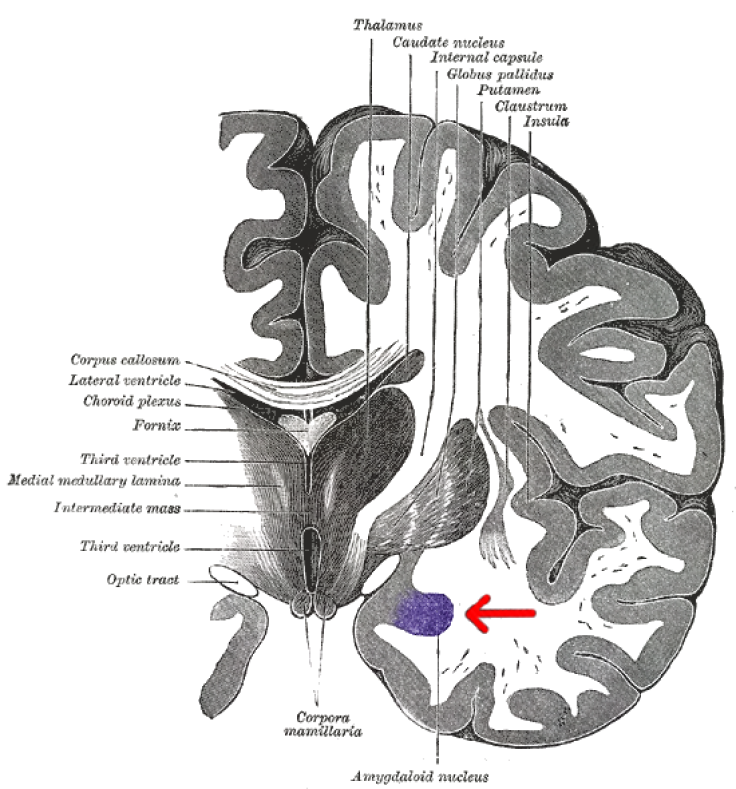 amygdala