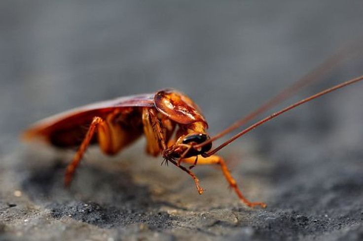 roach