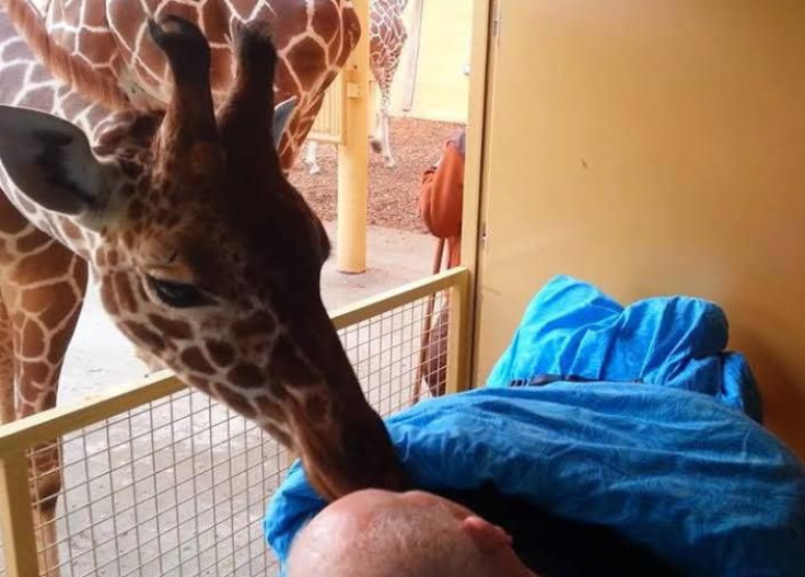 Giraffe kisses dying zookeeper to fulfill dying wish
