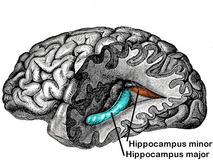 hippocampus