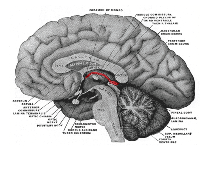 hypothalamus