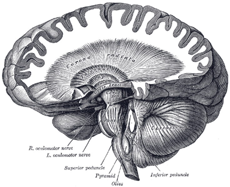 cerebellum