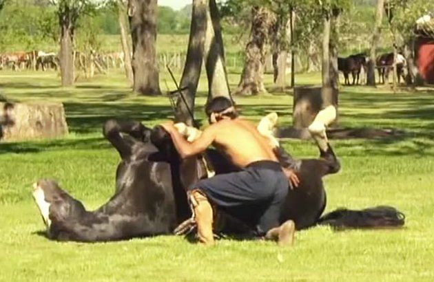 Horse Yoga
