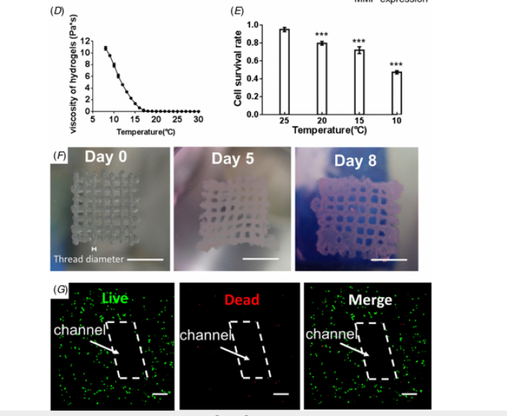 Scientists Add New Dimension To Cancer Models