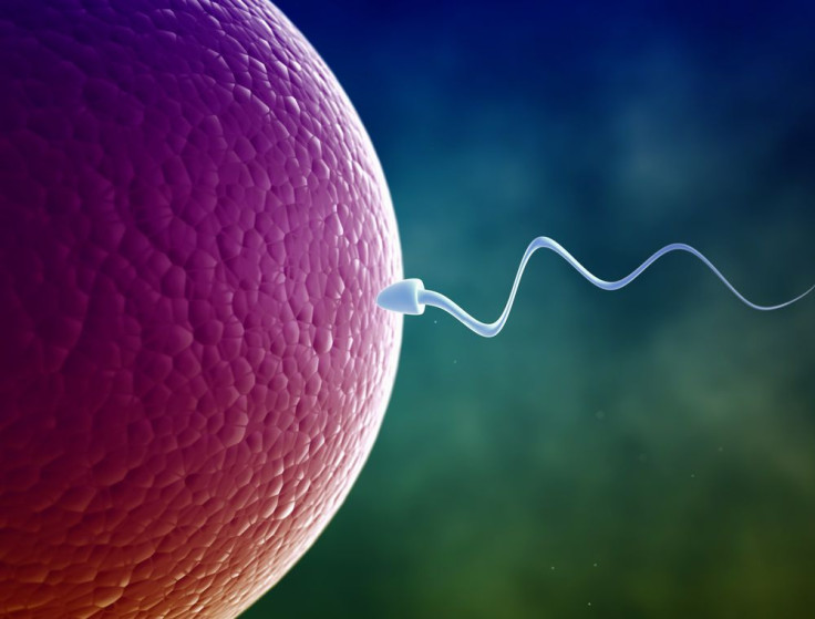 sperm and egg