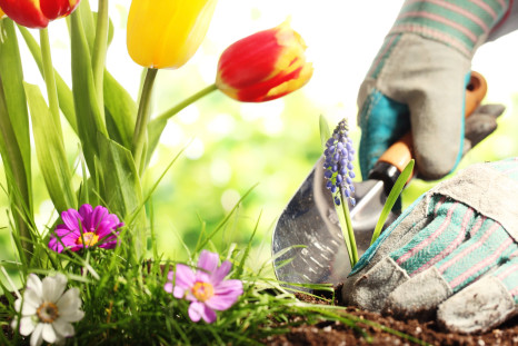Gardening has been shown to improve both mental well-being and physical health.