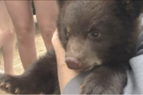The petting zoo bear cub had bitten some of the students holding it, causing concern about potential rabies infections.