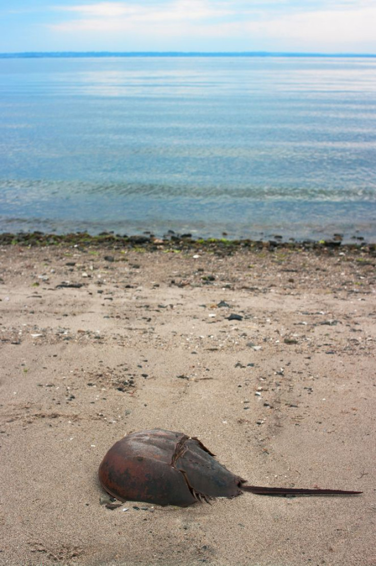 Horseshoe Crab Populations In Decline, But Medically Valuable