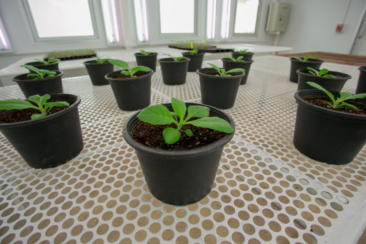 tobacco plants