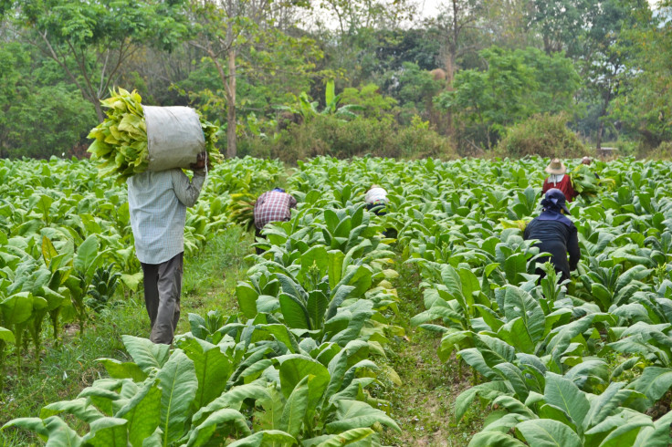 tobacco farms