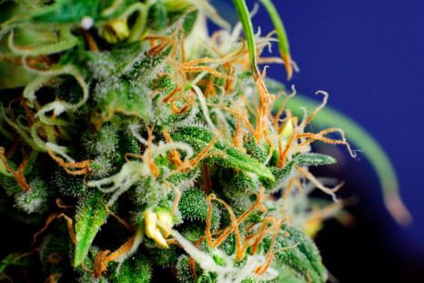 Medical marijuana is being used more than ever to help patients with their illnesses.