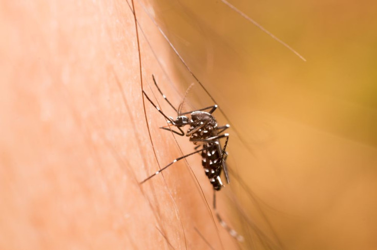 tiger mosquito