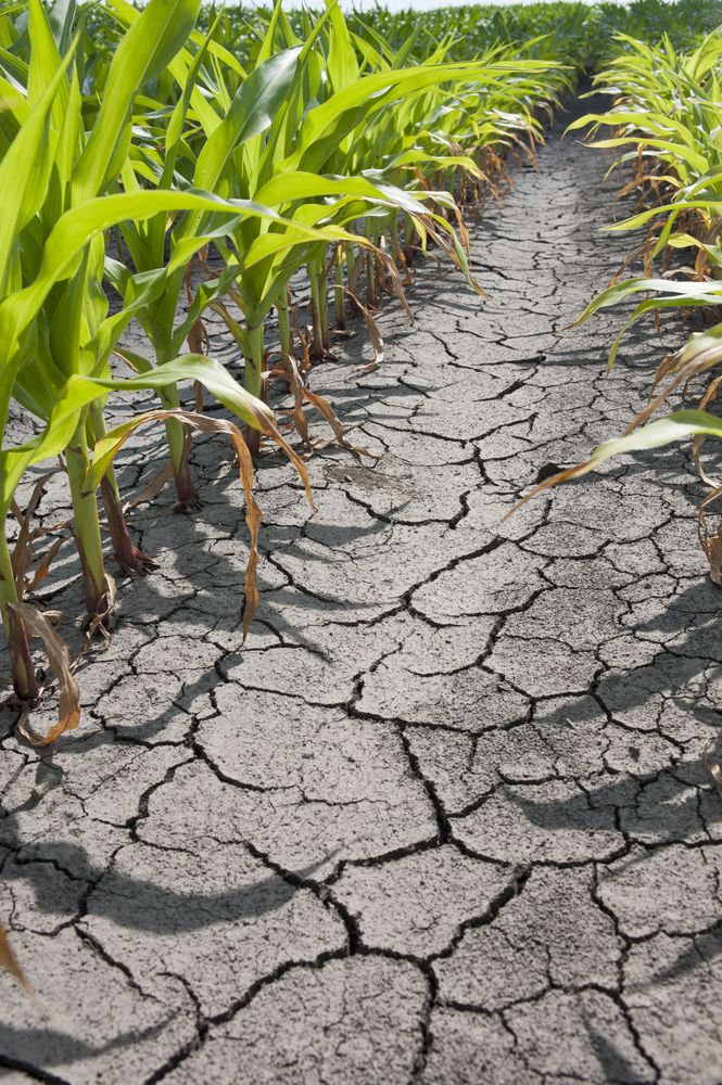 Droughts Affect 30% Of The Country; What It Means For Our Food Supply