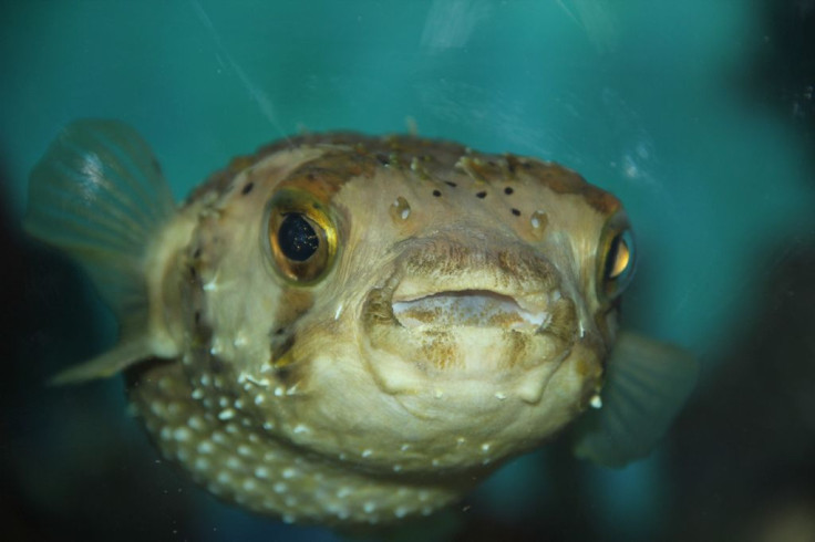 Pufferfish