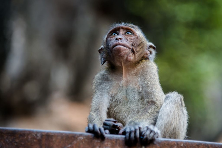 Macaque