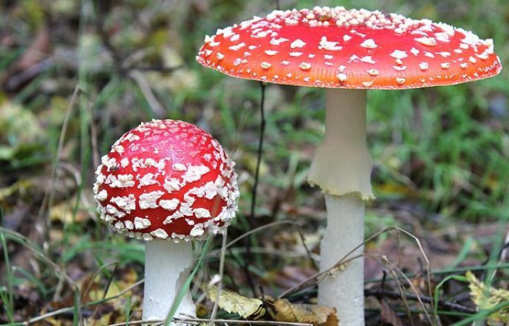 Fly Agaric