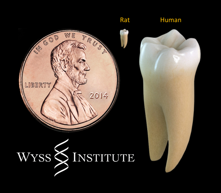 Regeneration Of Teeth Possible In Humans
