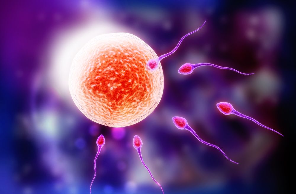 Oxidative Stress May Cause Male Infertility By Damaging Semen Quality