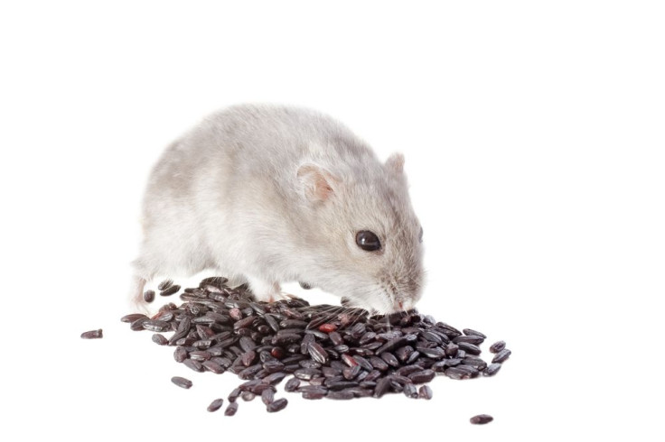 Rat Poison Manufacturer Ceases Production