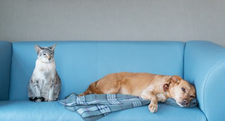Cat and dog on blue couch
