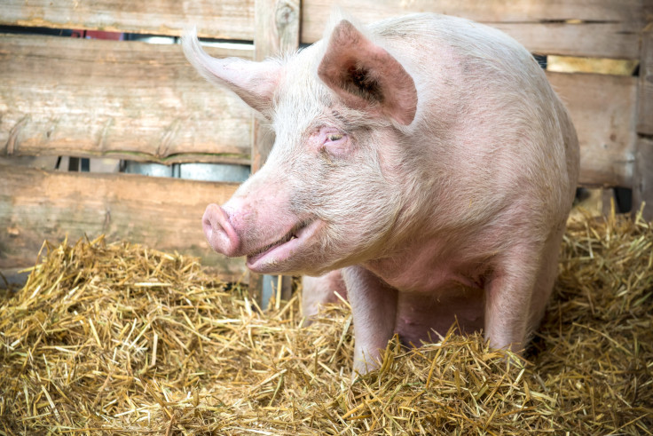 pig